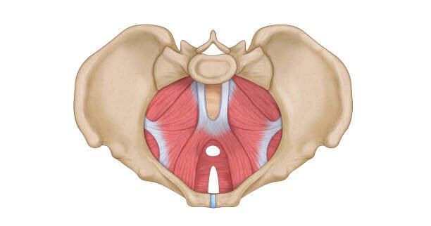 Understanding the Pelvic Floor: A Beginner’s Guide
